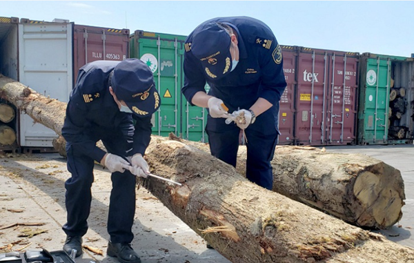 香港进口到大陆：原木木材进境的通关要求
