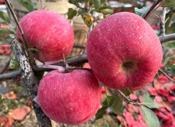 苹果出口到香港的报关资料及流程介绍