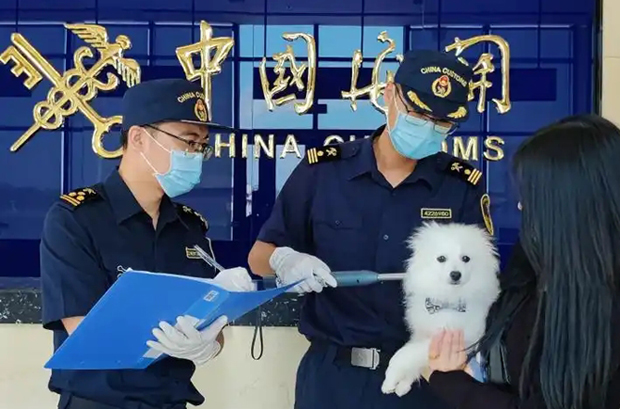 携宠物出境必备：宠物“护照”申领攻略